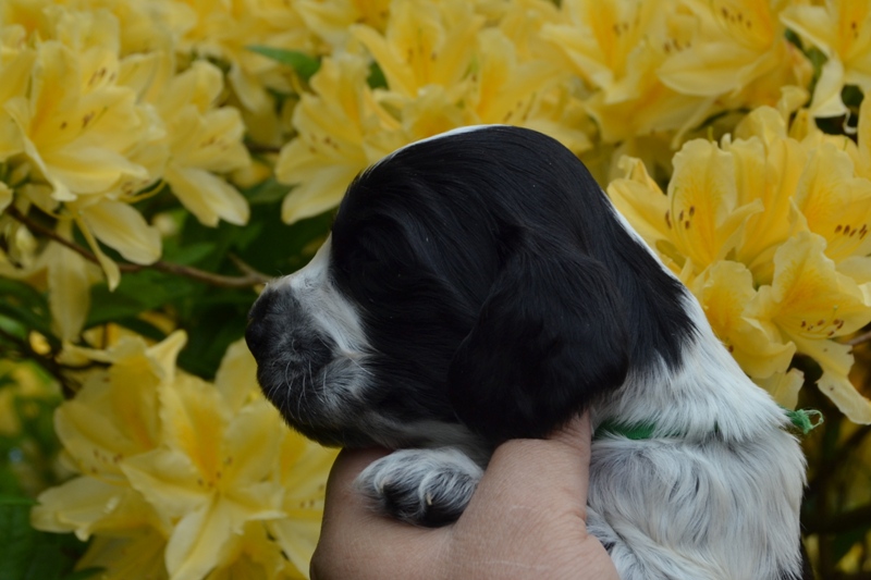 2b - pejsek sv.zelená.JPG